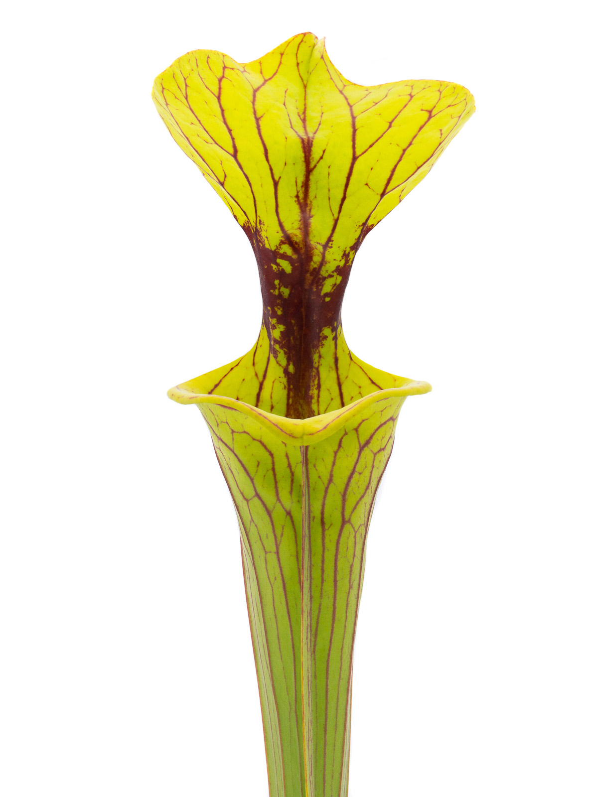 Sarracenia flava var. ornata - MK F46, stocky form, Apalachicola National Forest, Florida
