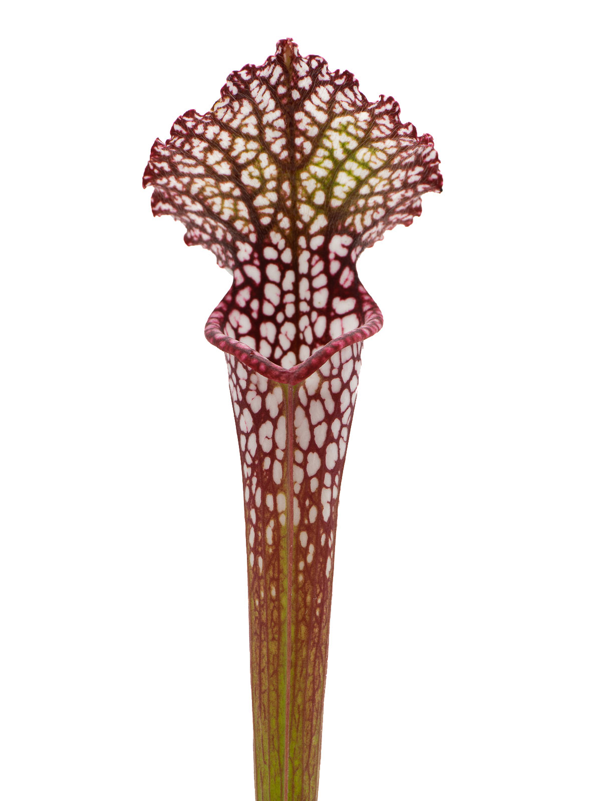 Sarracenia leucophylla - MK L66, Bert Blezer
