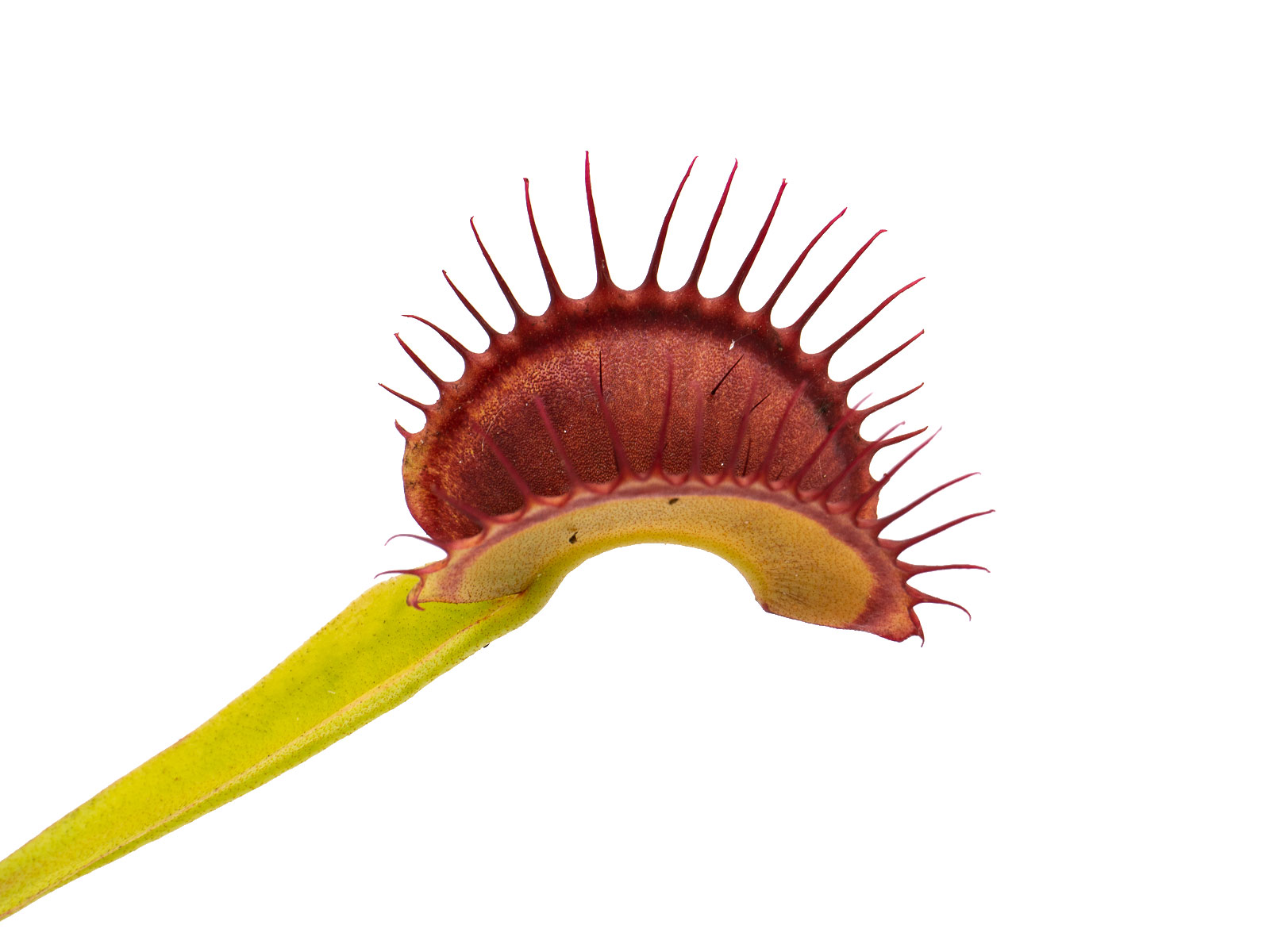 Dionaea muscipula - Bimbo