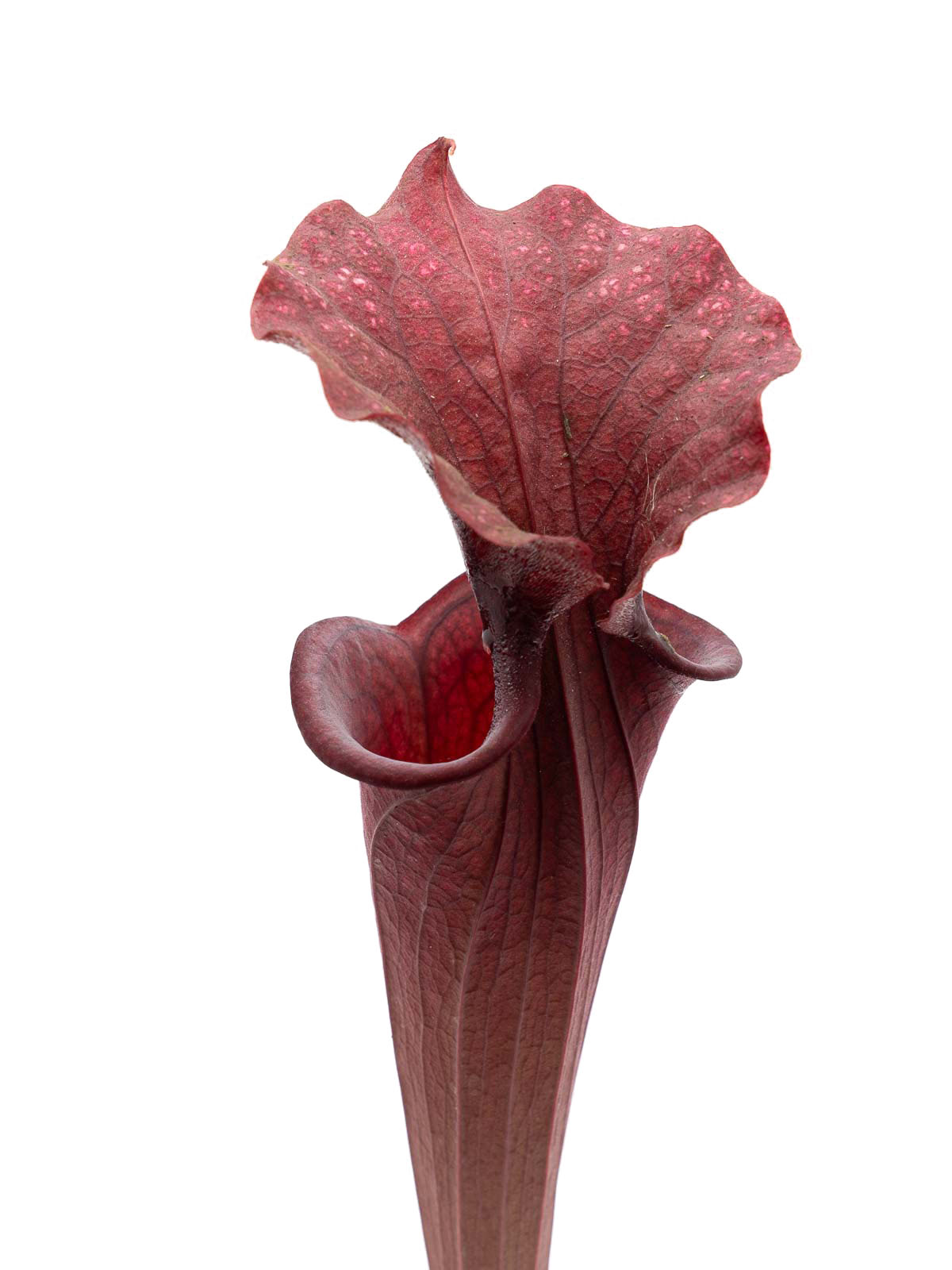 Sarracenia x moorei - red form, Clone F, Pascal Kulms