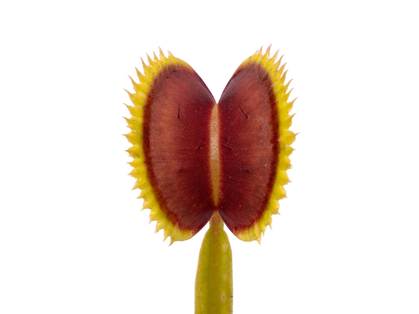 Dionaea muscipula - SL 14