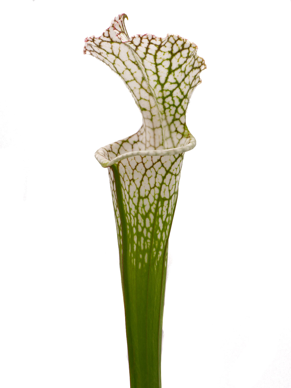 Sarracenia leucophylla - BG Mainz, 19-74690