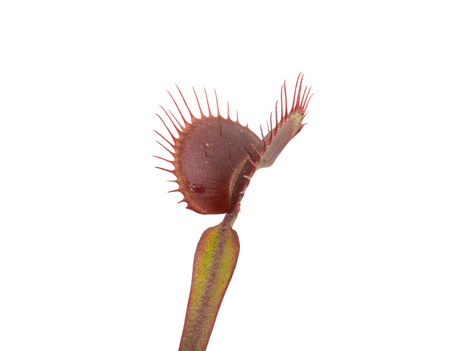 Dionaea muscipula - Akai Ryu