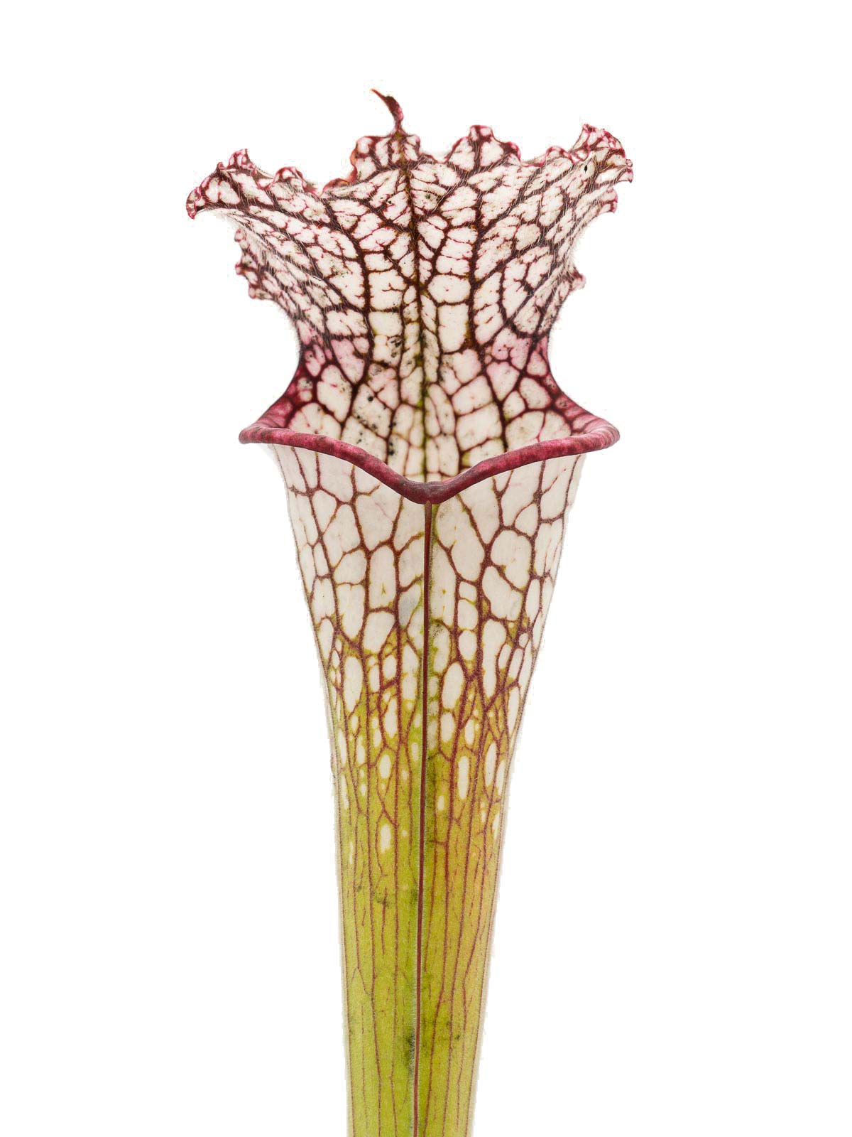 Sarracenia leucophylla - `Holo Type´, pubescent form, BG New York