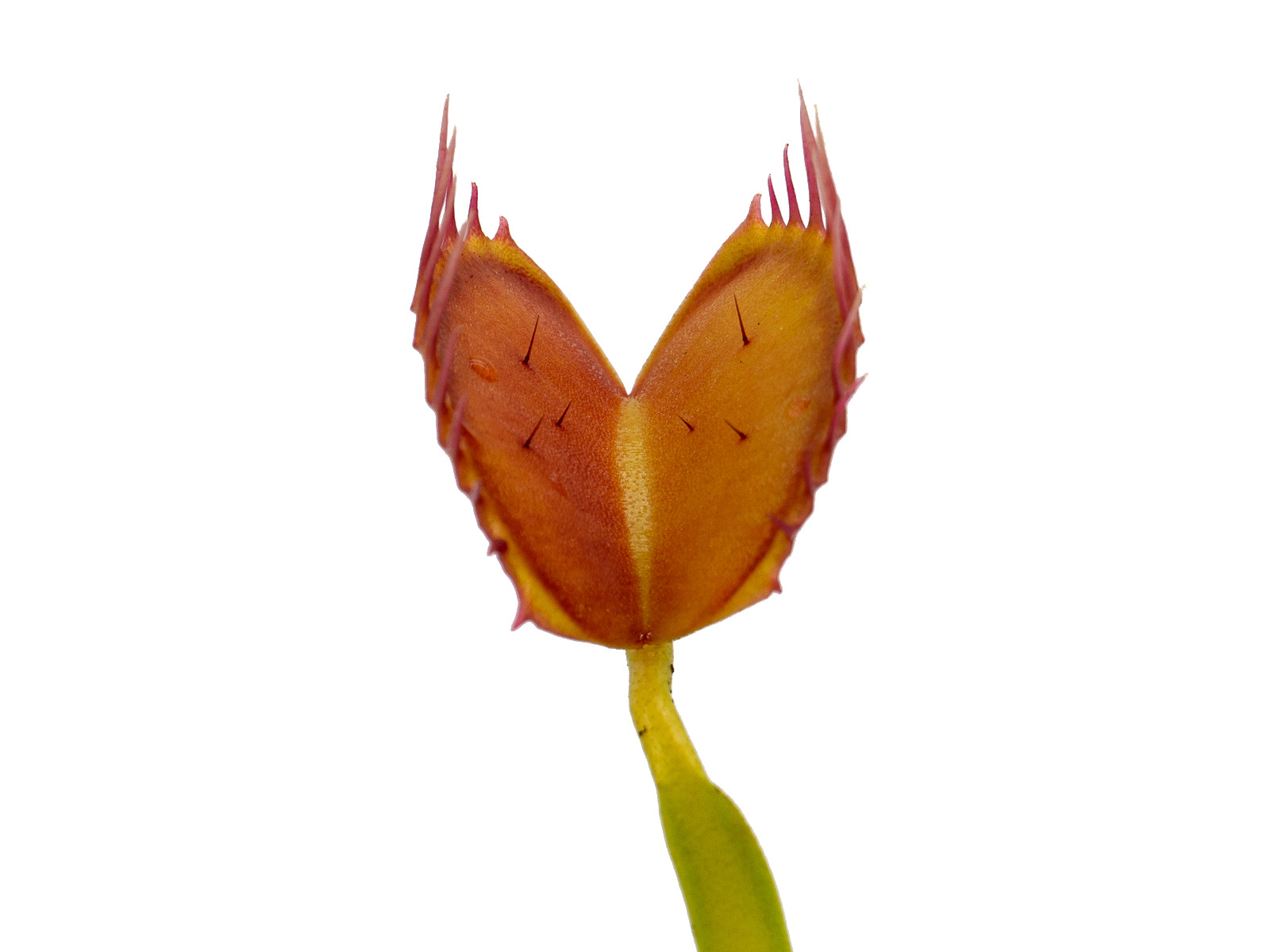 Dionaea muscipula - GJ Equobia