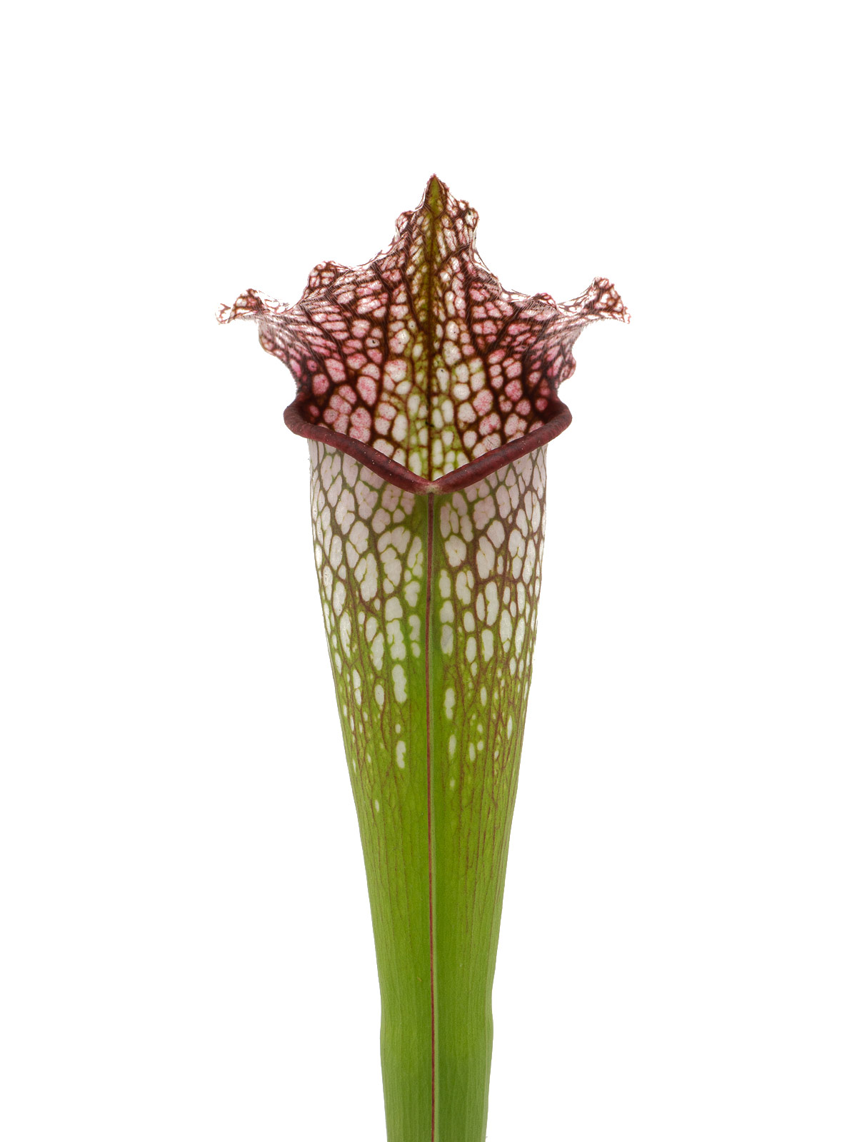 Sarracenia x Hybride - Carniflora