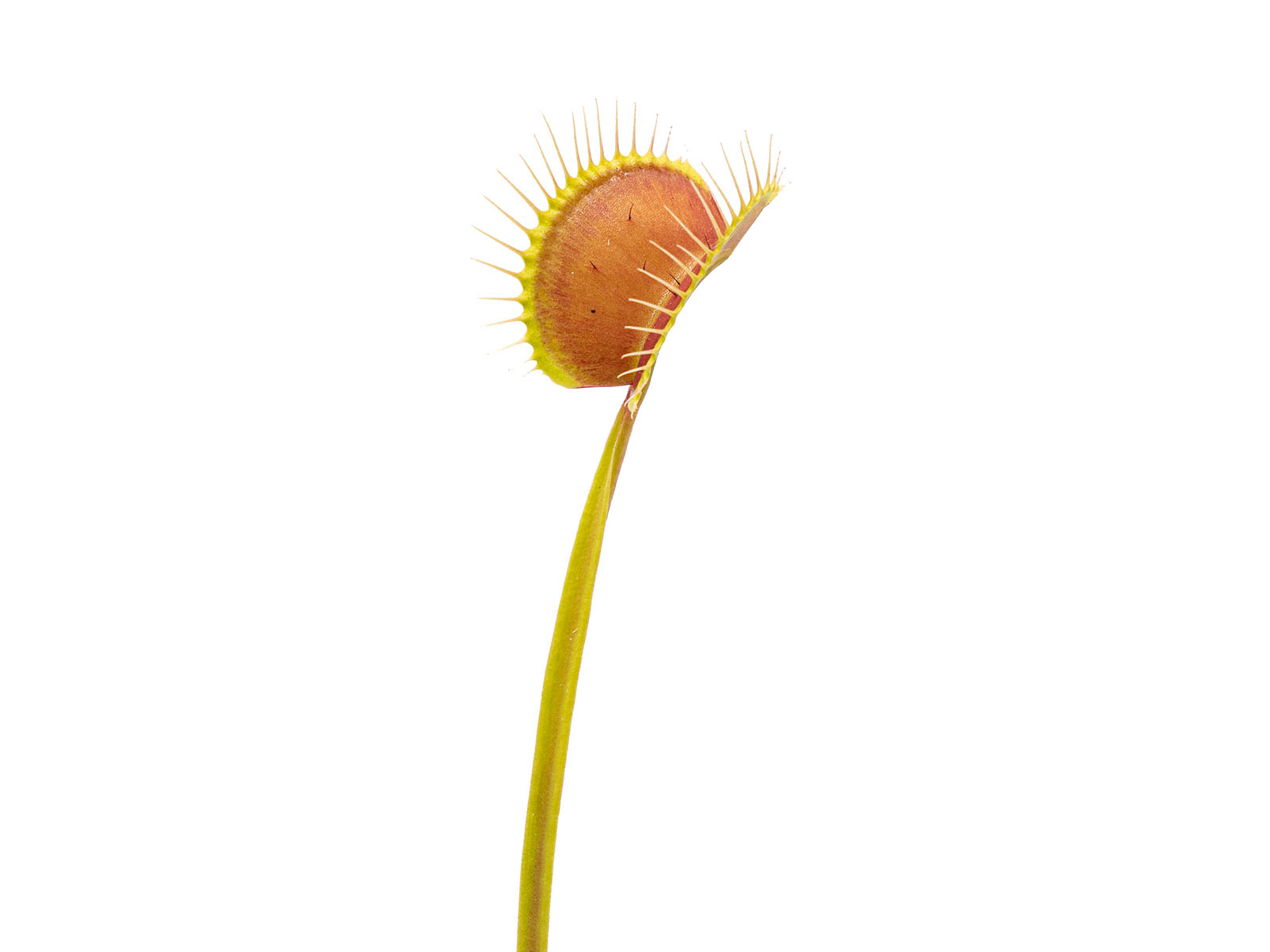 Dionaea muscipula - WIP Long Snapper