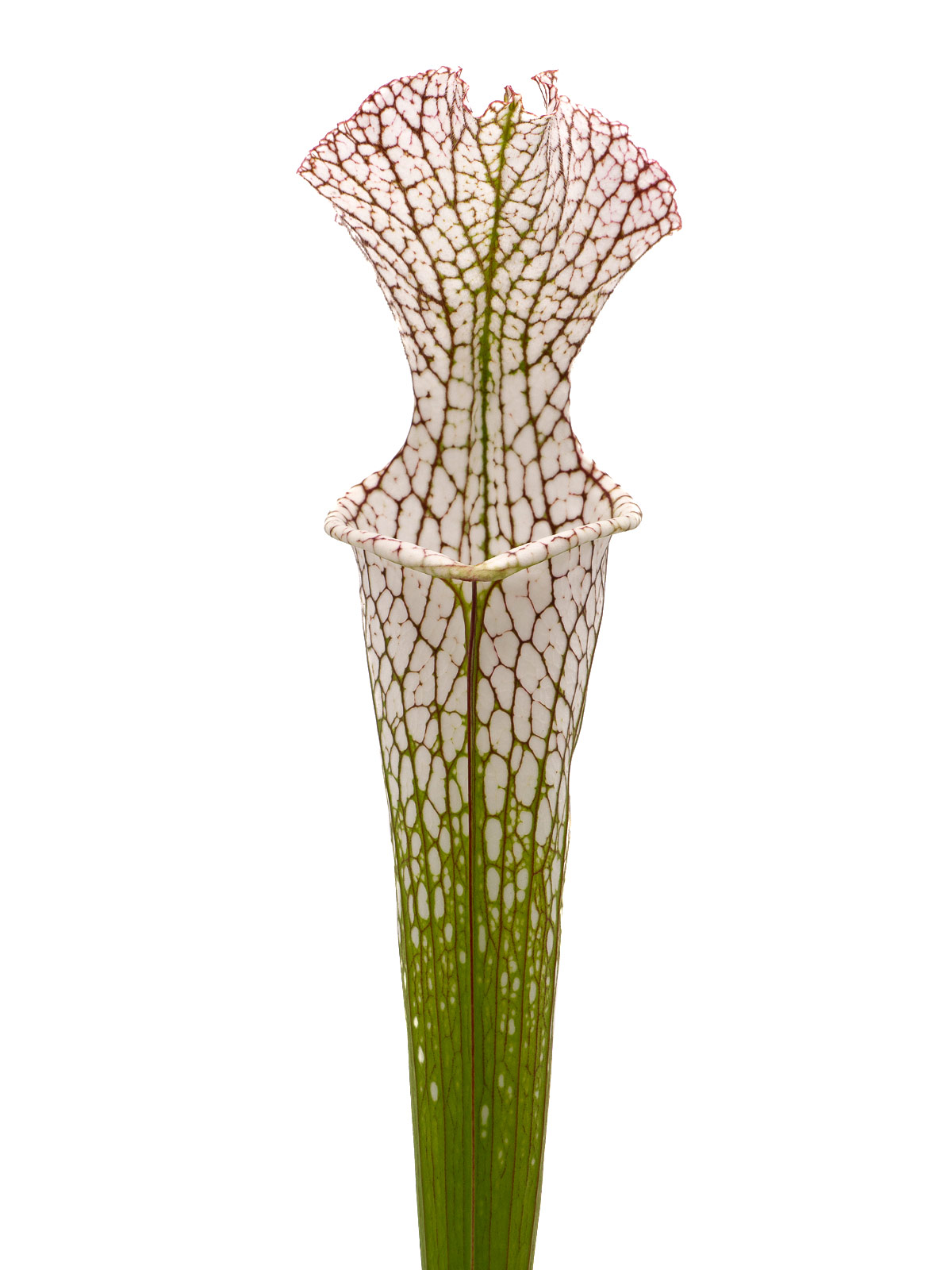 S. leucophylla - very tall grower, EEE 2011