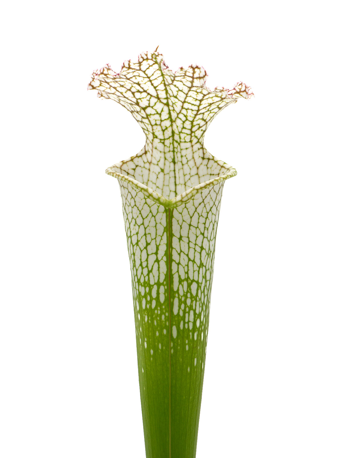 Sarracenia leucophylla - white pubescent form, MS L35A
