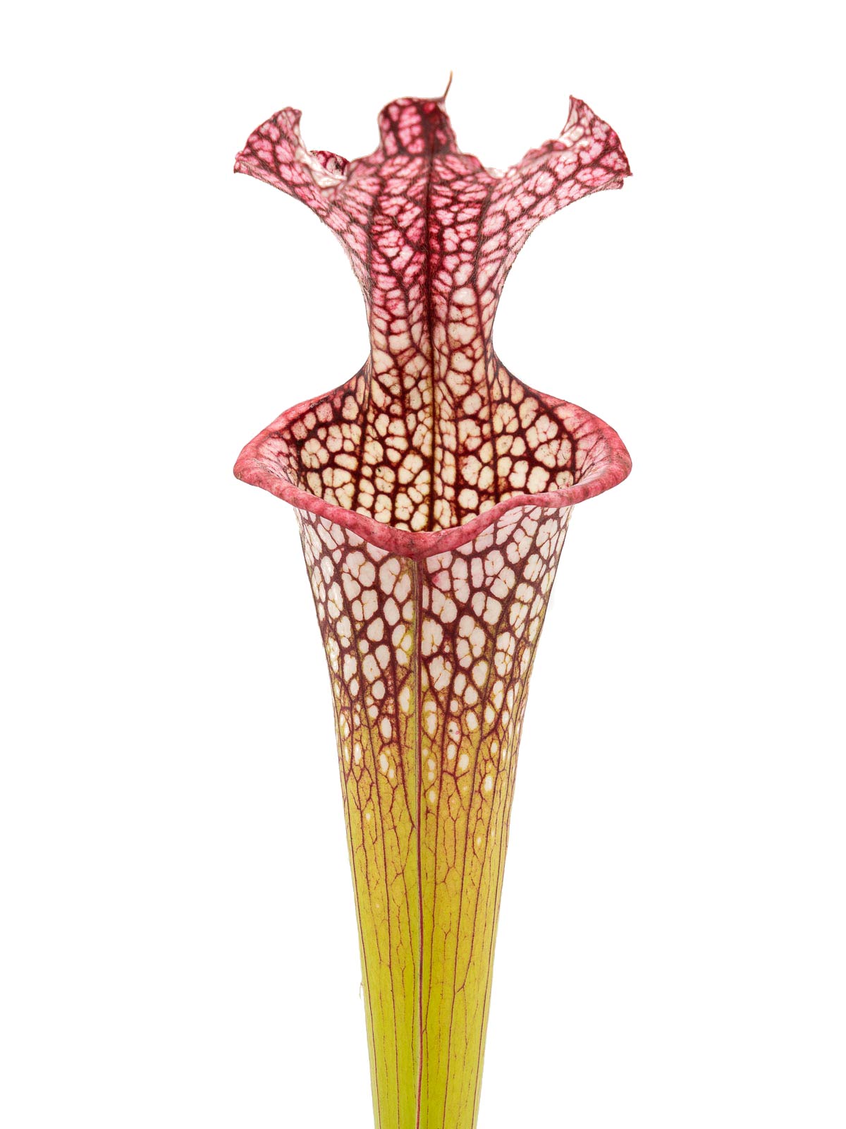 Sarracenia x moorei `Adrian Slack´ x leucophylla - MK H268