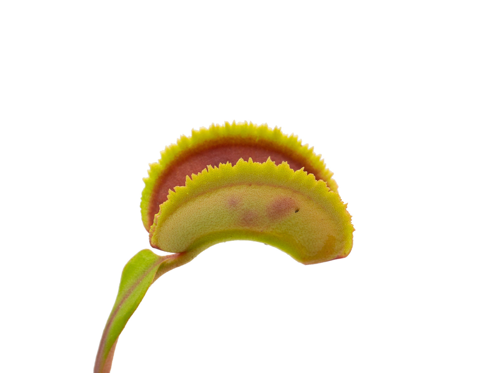 Dionaea muscipula - Bristle Tooth