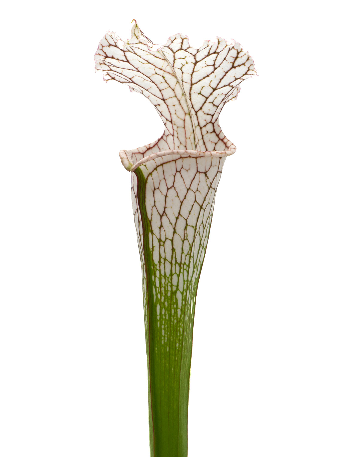 Sarracenia leucophylla - KP6-A, Mirek Srba