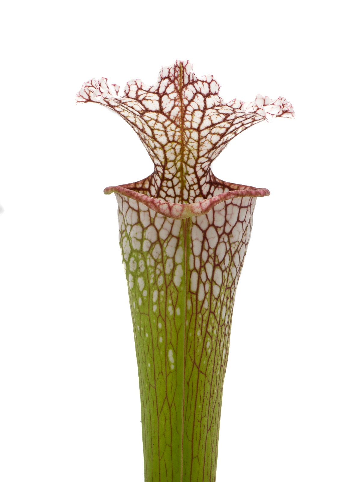 Sarracenia (leucophylla x oreophila) x leucophylla MS L15 - Clone E, Mirek Srba