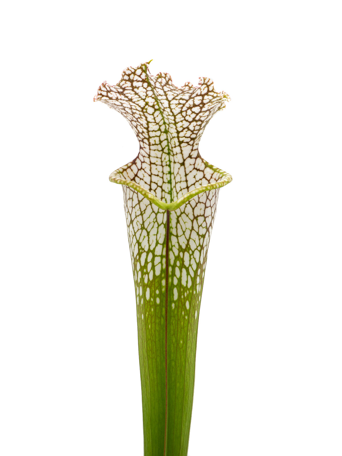 Sarracenia leucophylla - MK L104E, Wilkerson Bog, Walton County, Florida