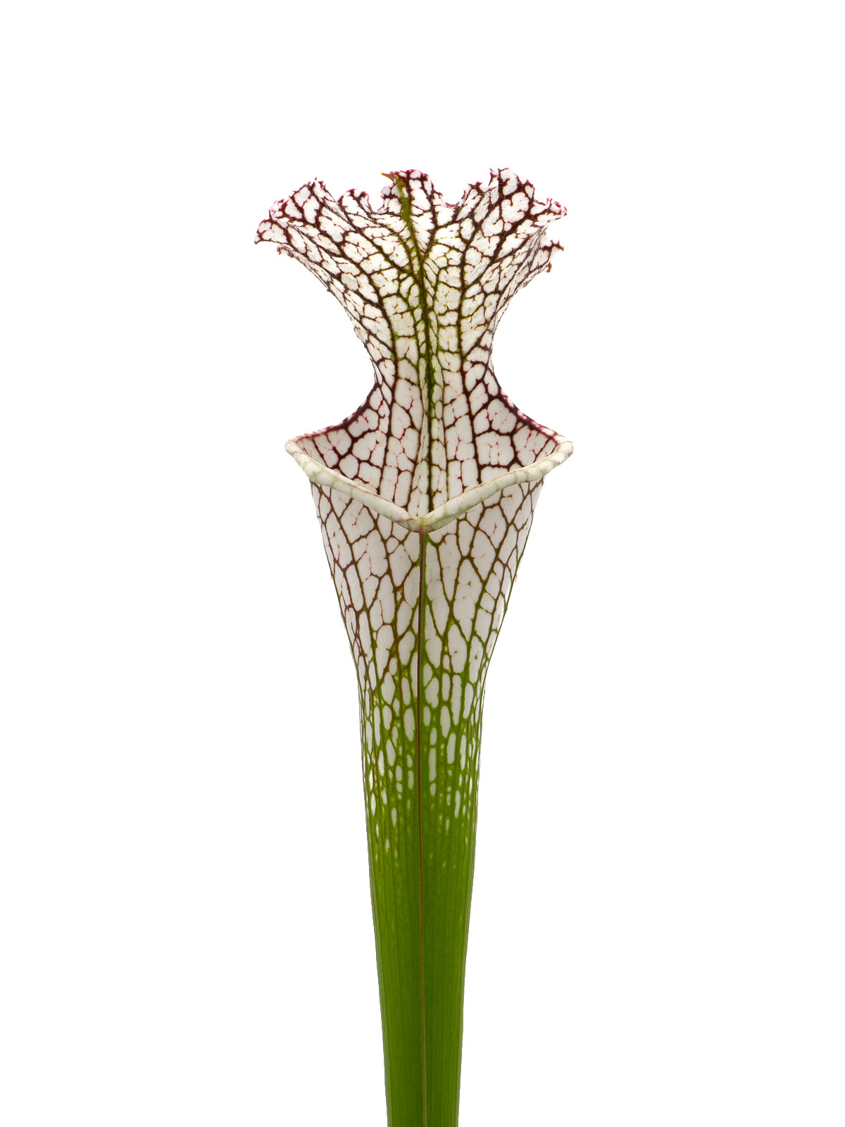 Sarracenia leucophylla - white form, MS L36A
