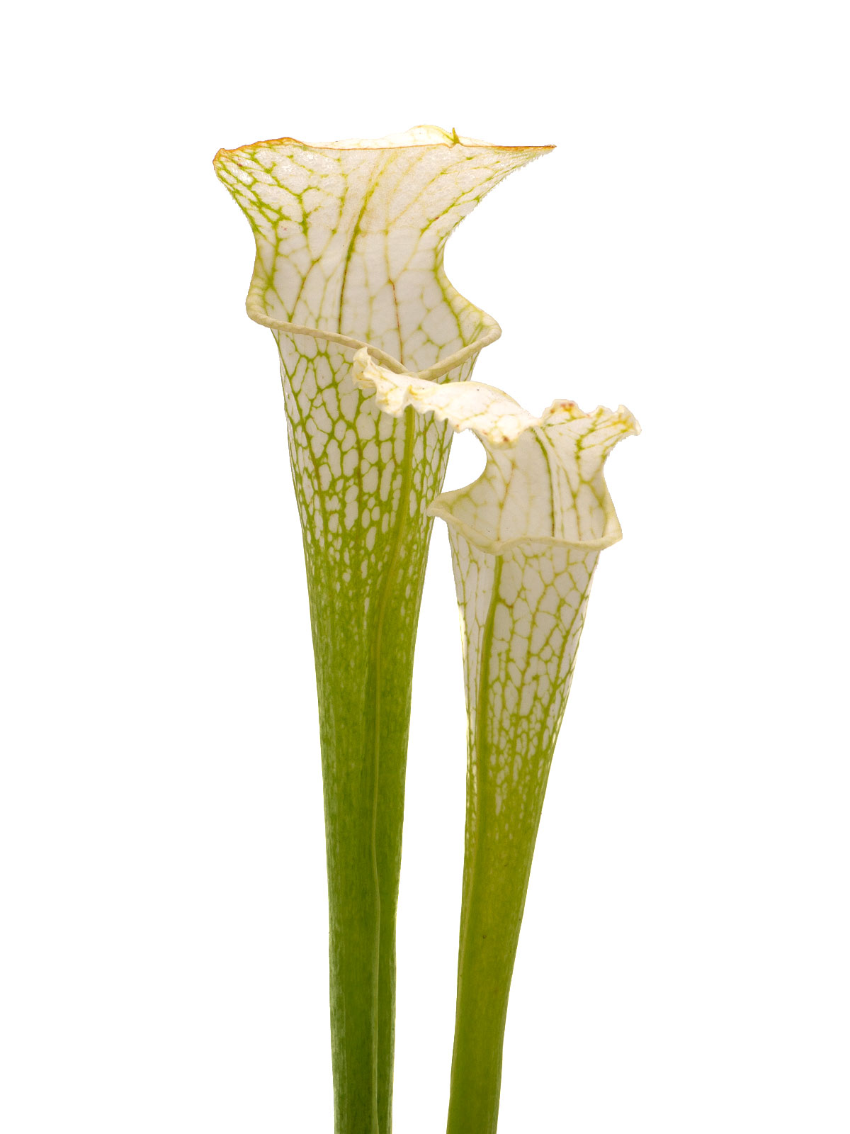 Sarracenia leucophylla var. alba - `white top´, Ian Salter