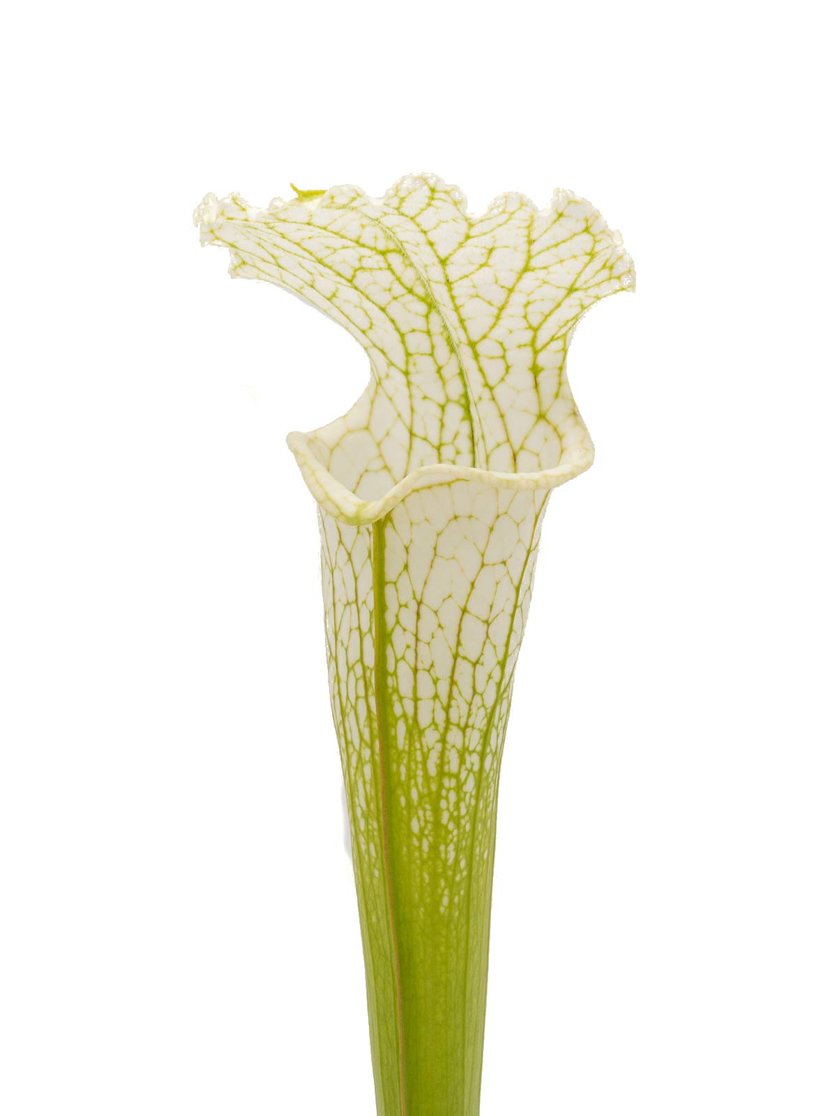 Sarracenia leucophylla - MK L04, `Schnells Ghost´, yellow flowered form