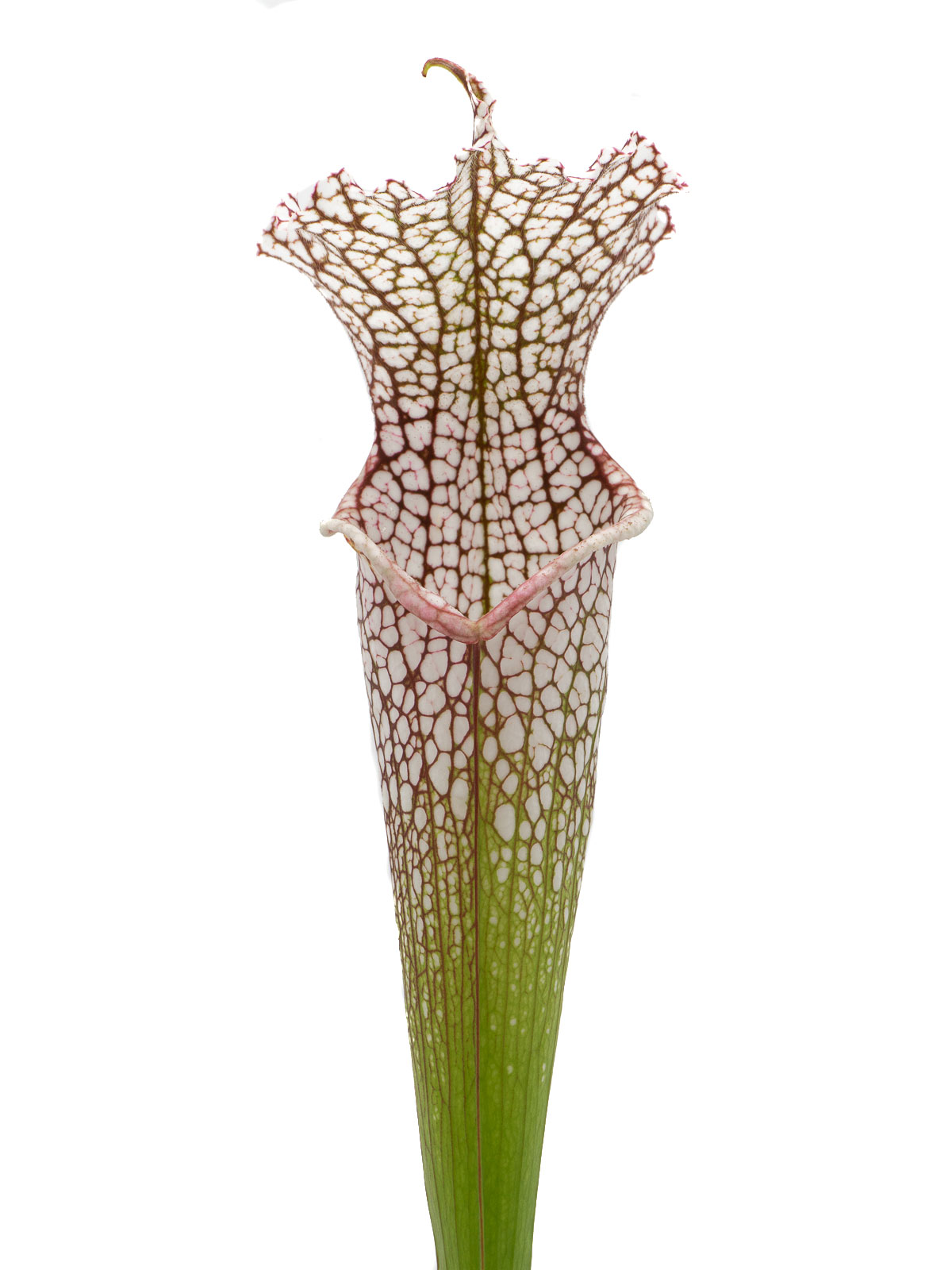 Sarracenia excellens x leucophylla - MK H94