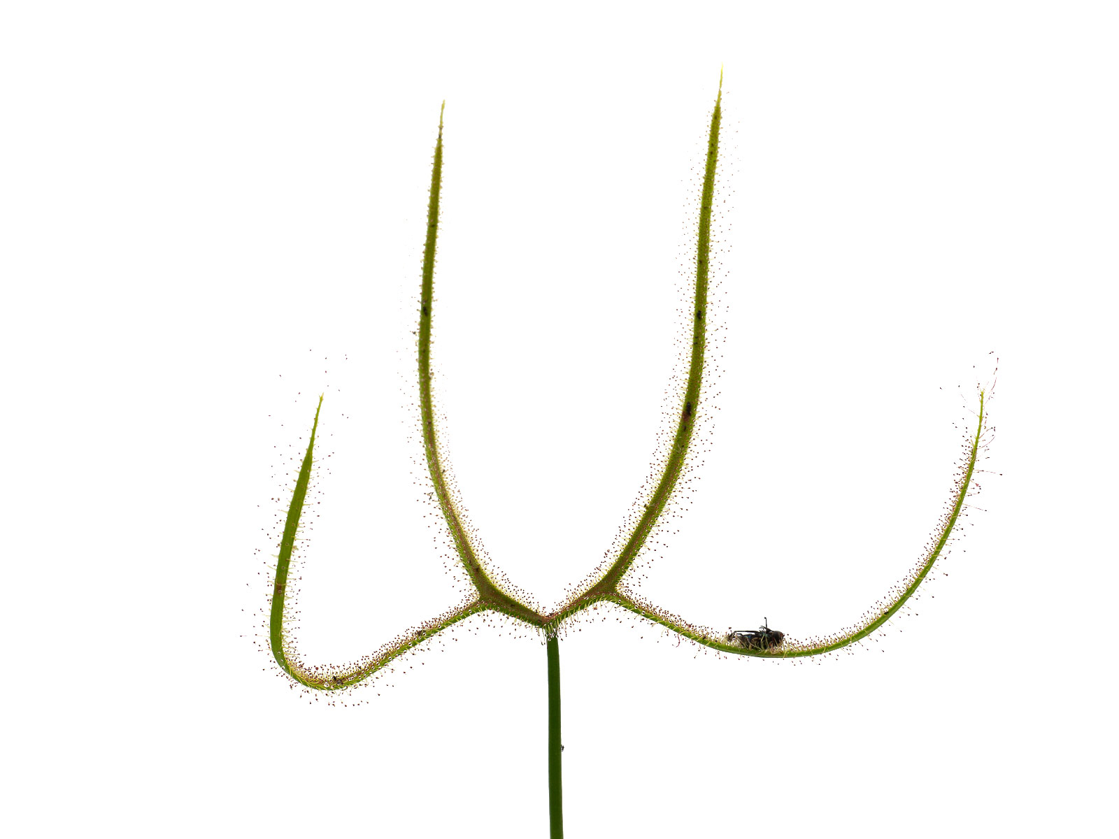 Drosera binata var. dichotoma - Giant form, 70cm tall