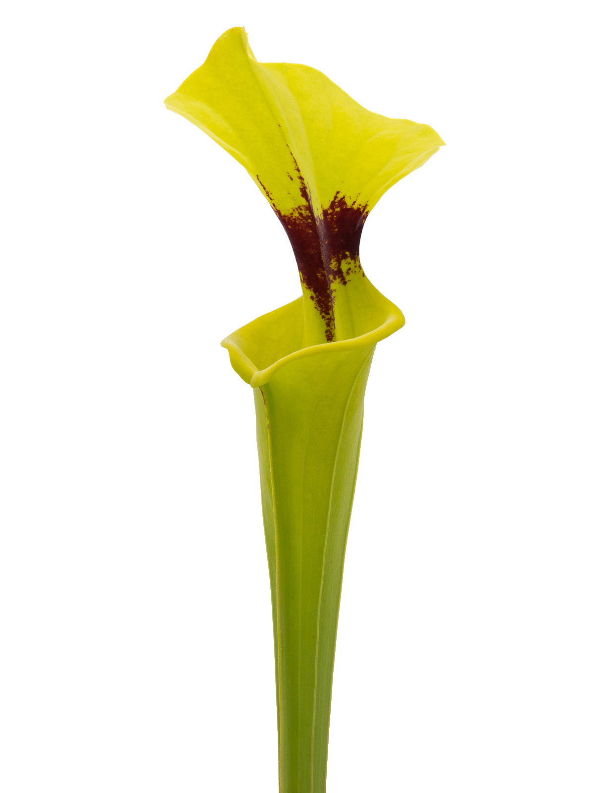 Sarracenia flava var. rugelii - MK F146, large pitcher