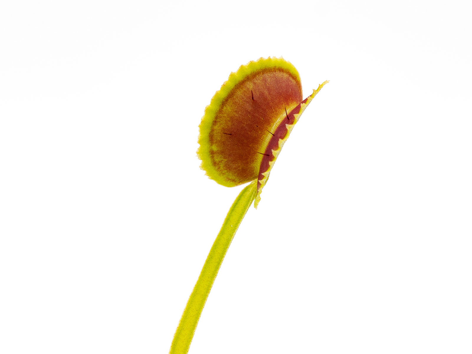 Dionaea muscipula - Shark Tooth