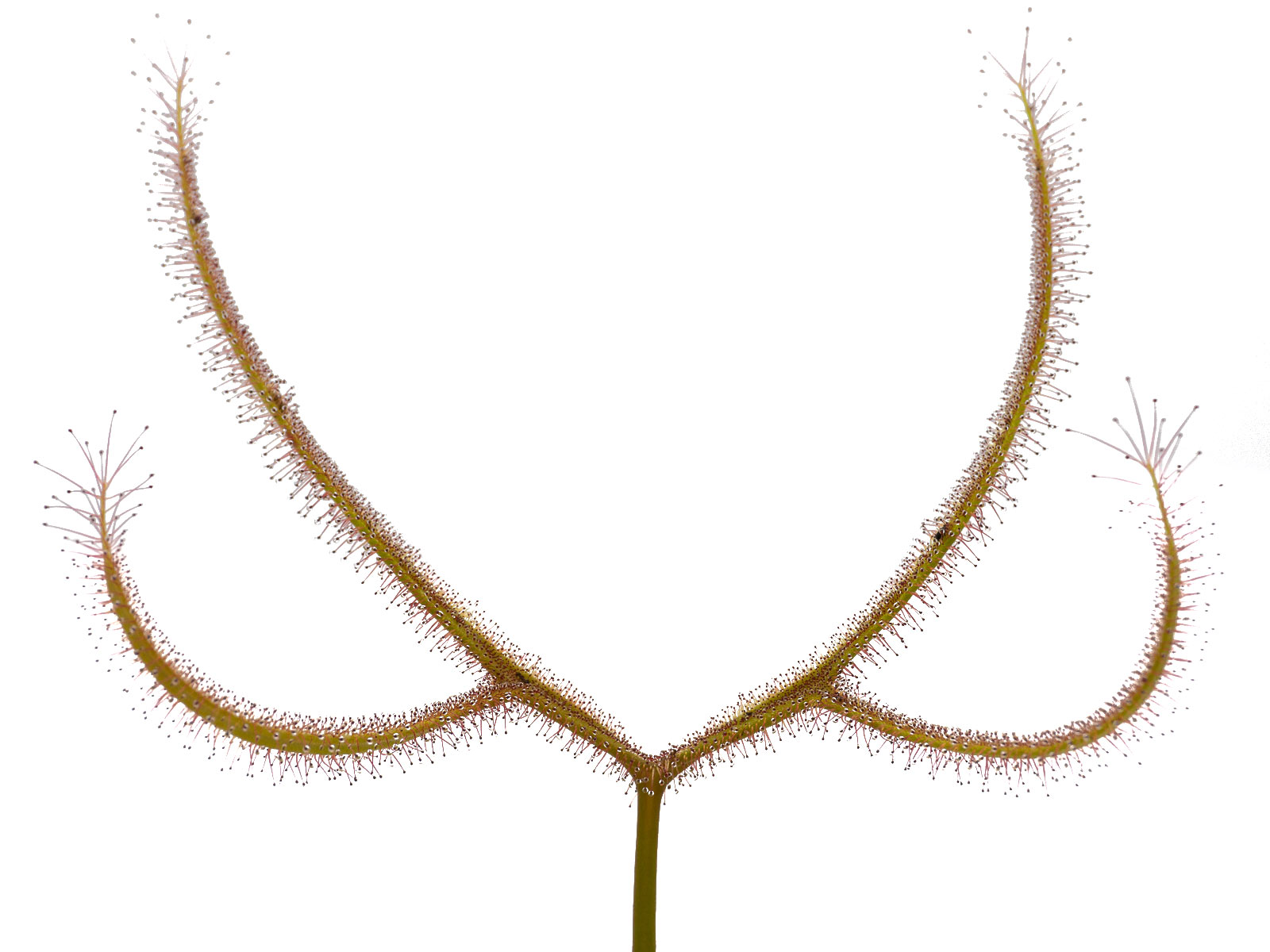 Drosera binata var. dichotoma - Kiama, New South Wales, Australia