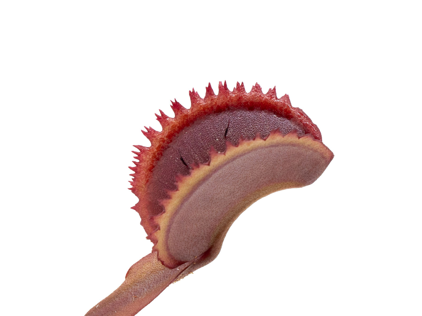 Dionaea muscipula - Red Sawtooth