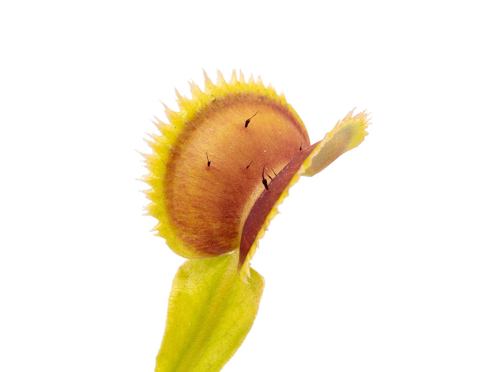Dionaea muscipula - UK I