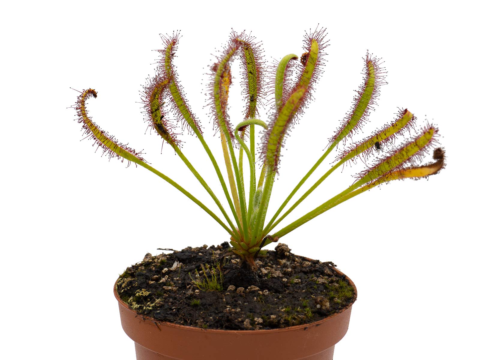 D. capensis - hairy form