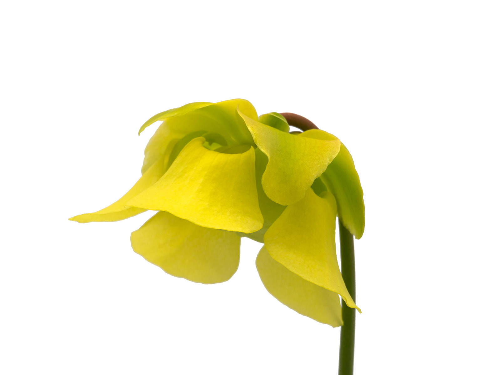 Sarracenia alata - yellow flower, Stone County, Mississippi