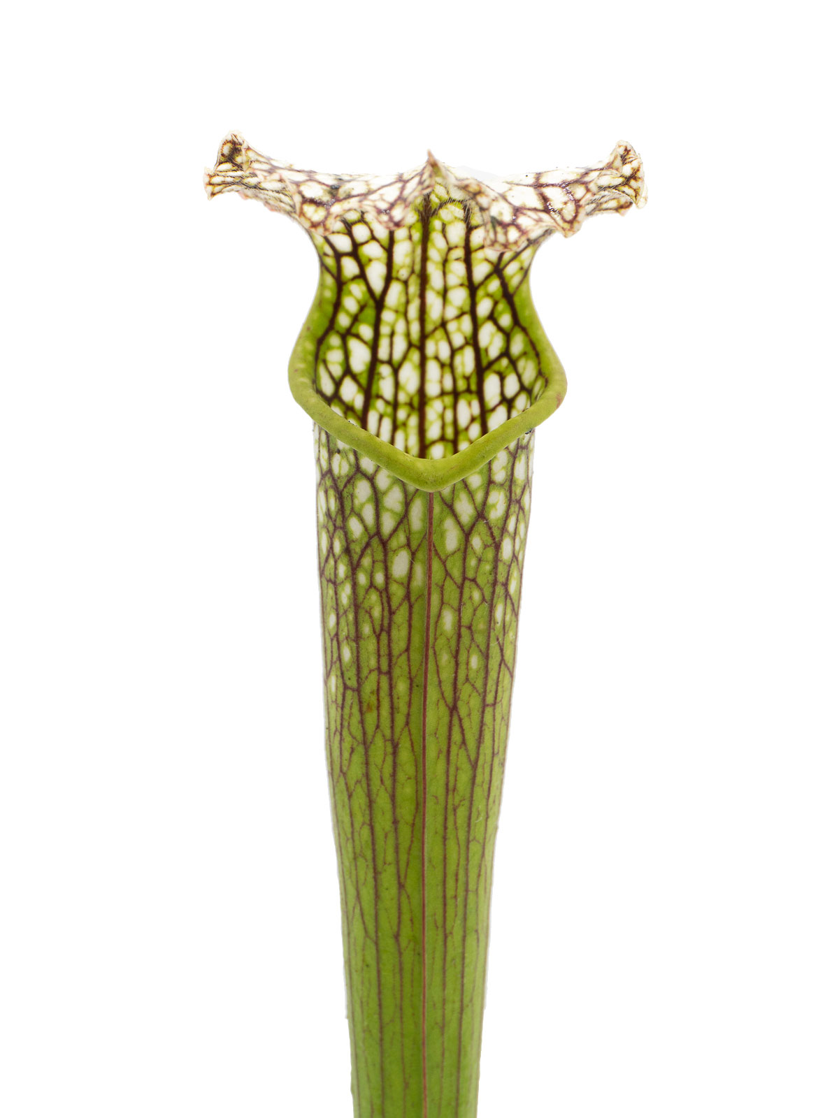 Sarracenia x areolata - old Clone Insektenfang