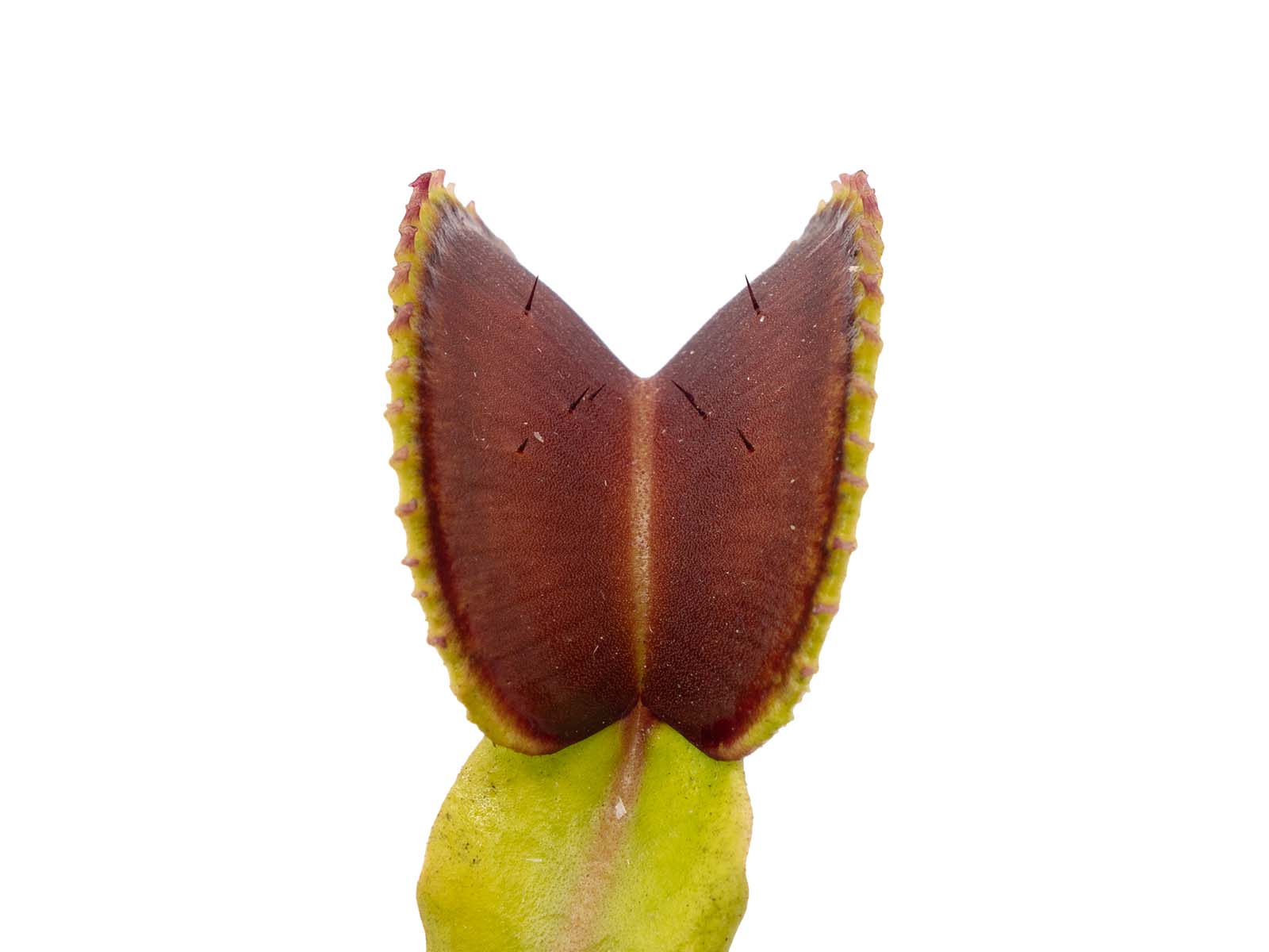 Dionaea muscipula - GJ Atlantic Cockle