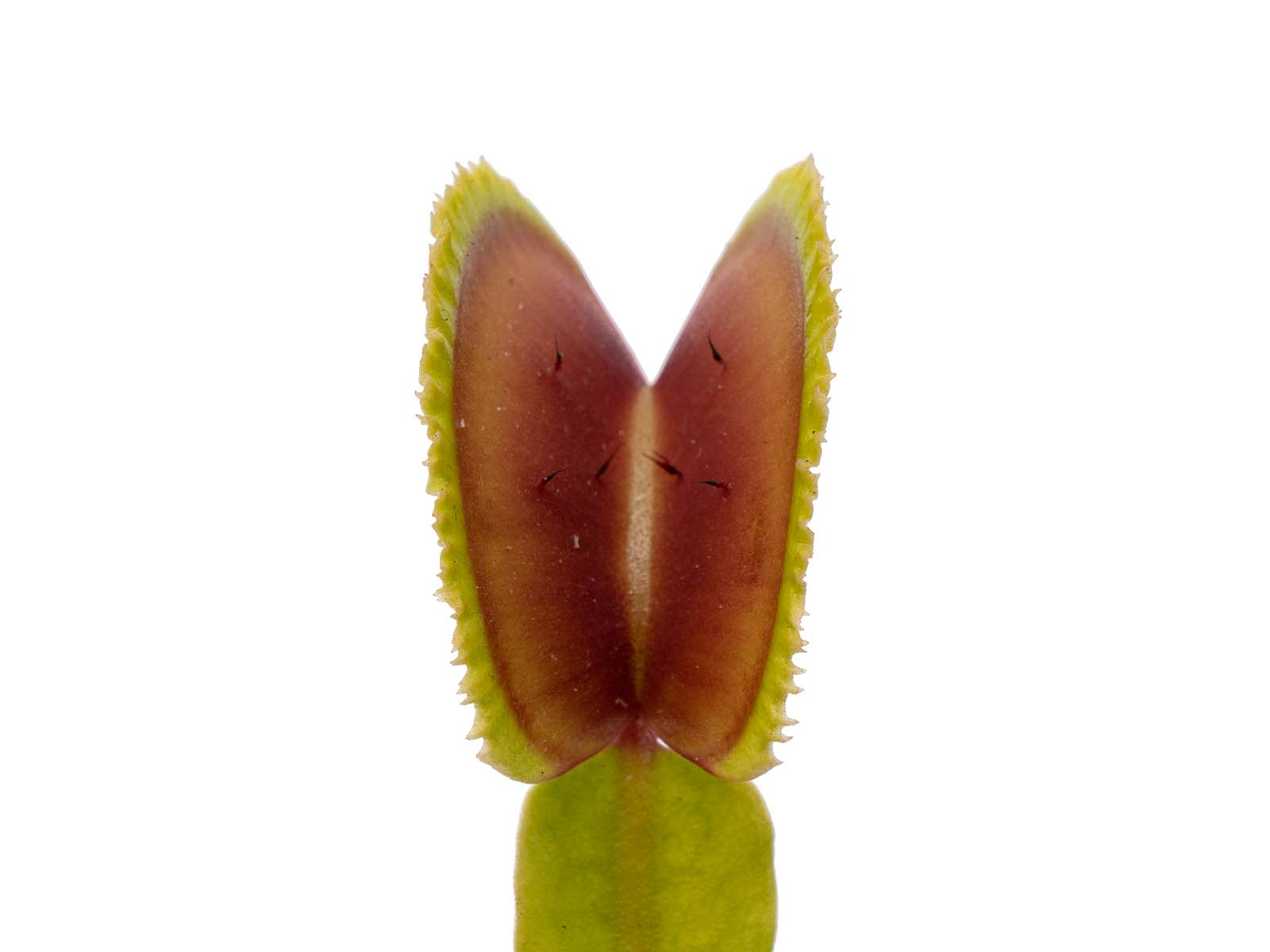 Dionaea muscipula - Kurze Zähne