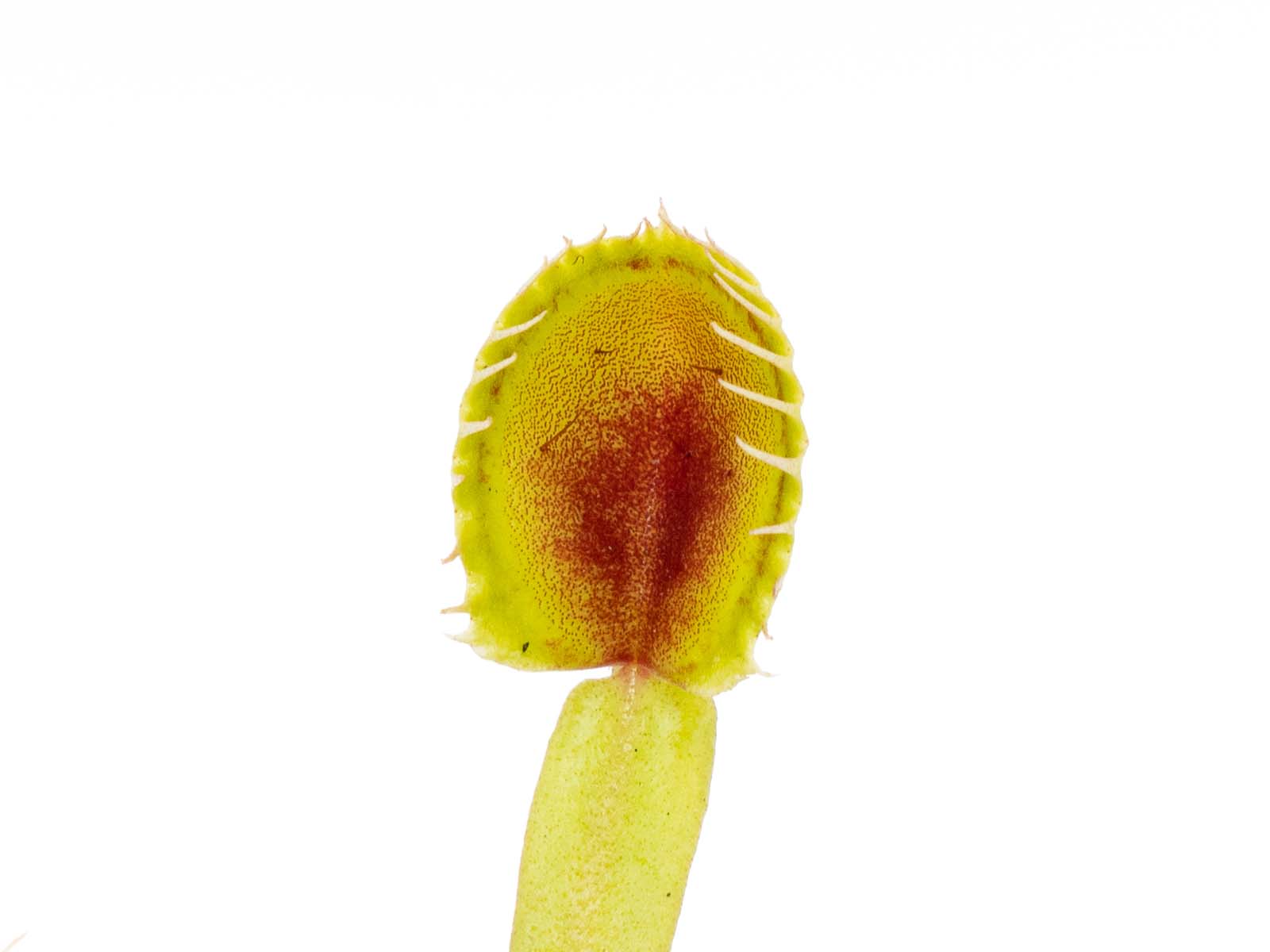 Dionaea muscipula - Erect Cup Trap