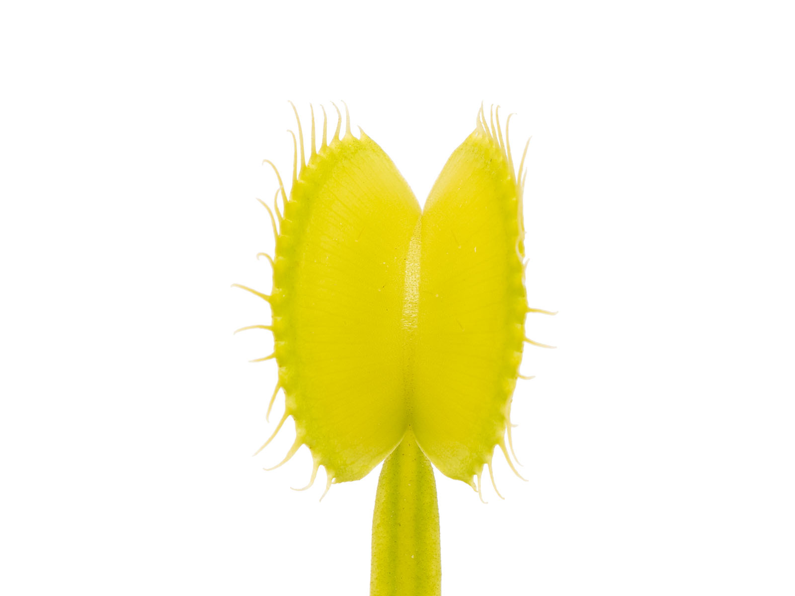 Dionaea muscipula - Green Vertical Form