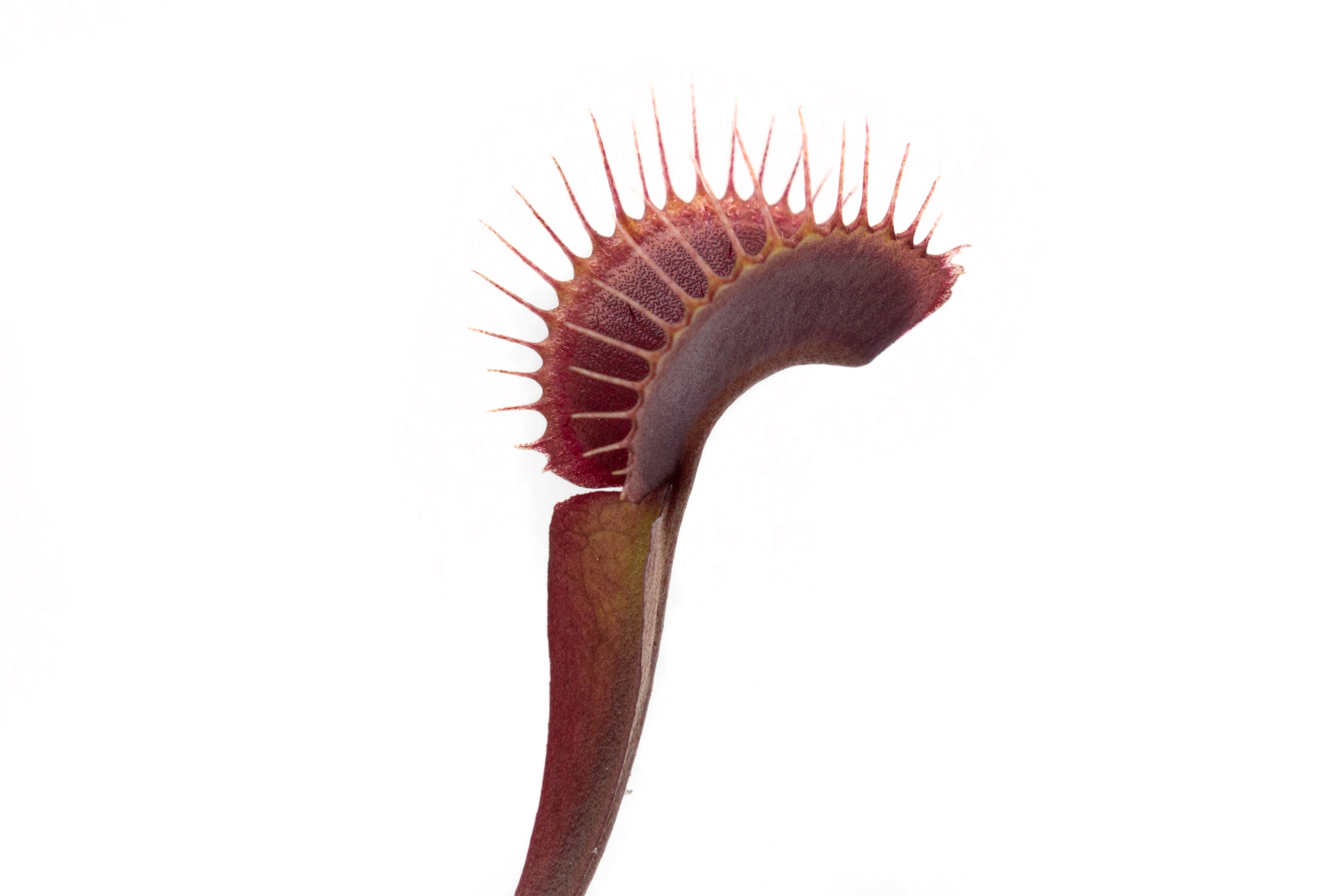 Dionaea muscipula - Red