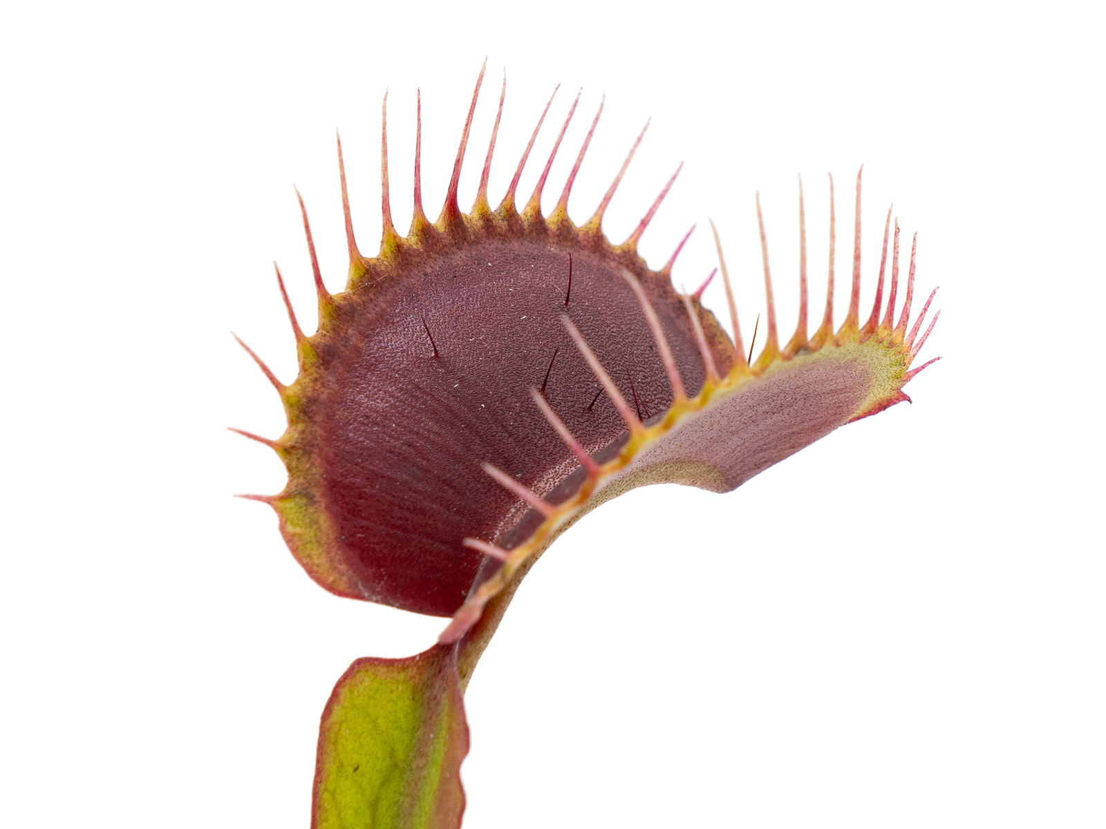 Dionaea muscipula - Royal Red