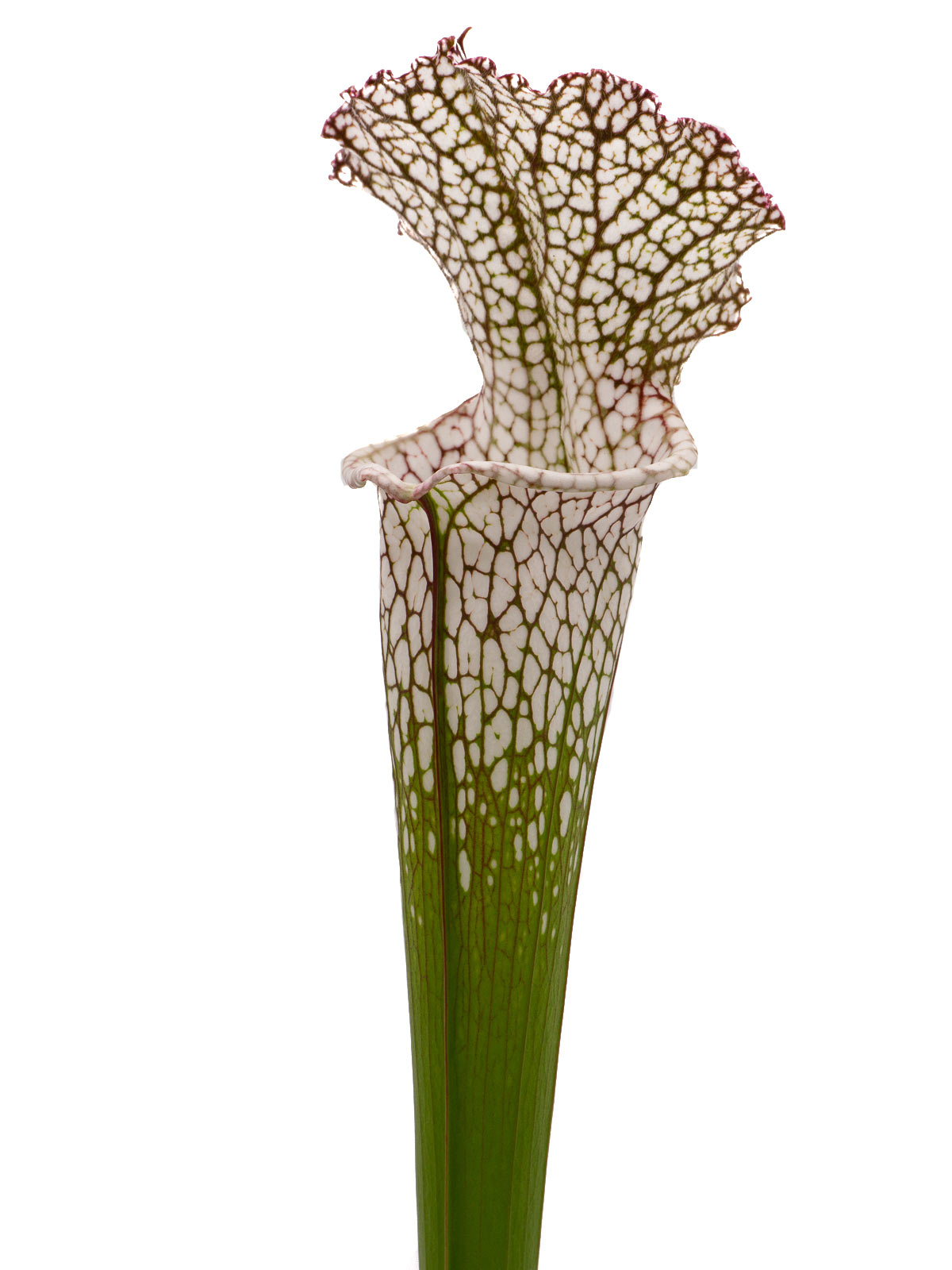 Sarracenia leucophylla - A2, Christian Klein