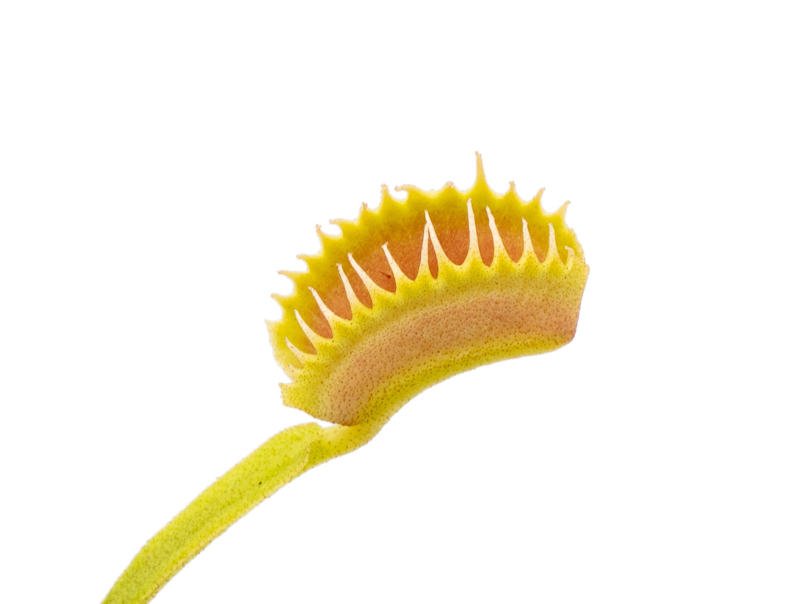 Dionaea muscipula - WB4