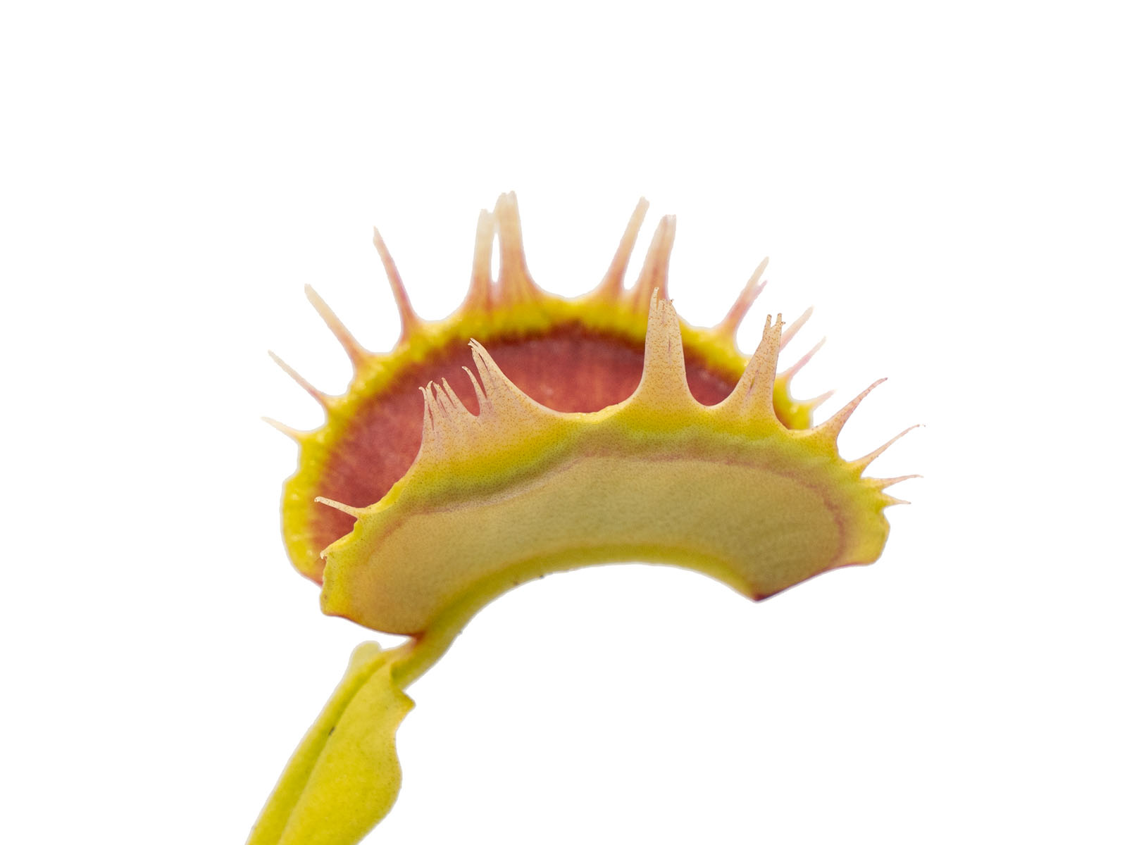 Dionaea muscipula - Predator