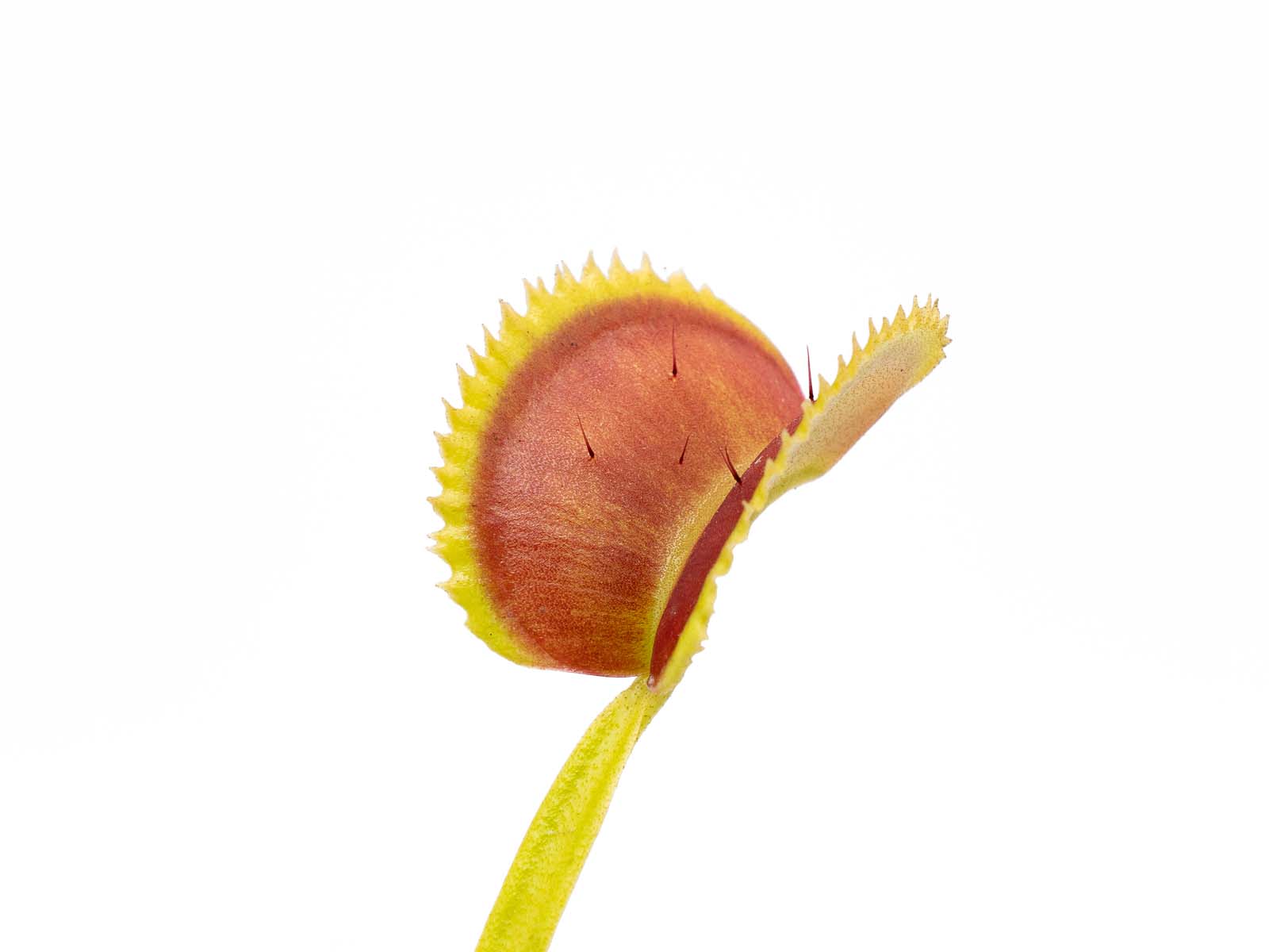Dionaea muscipula - Green Piranha