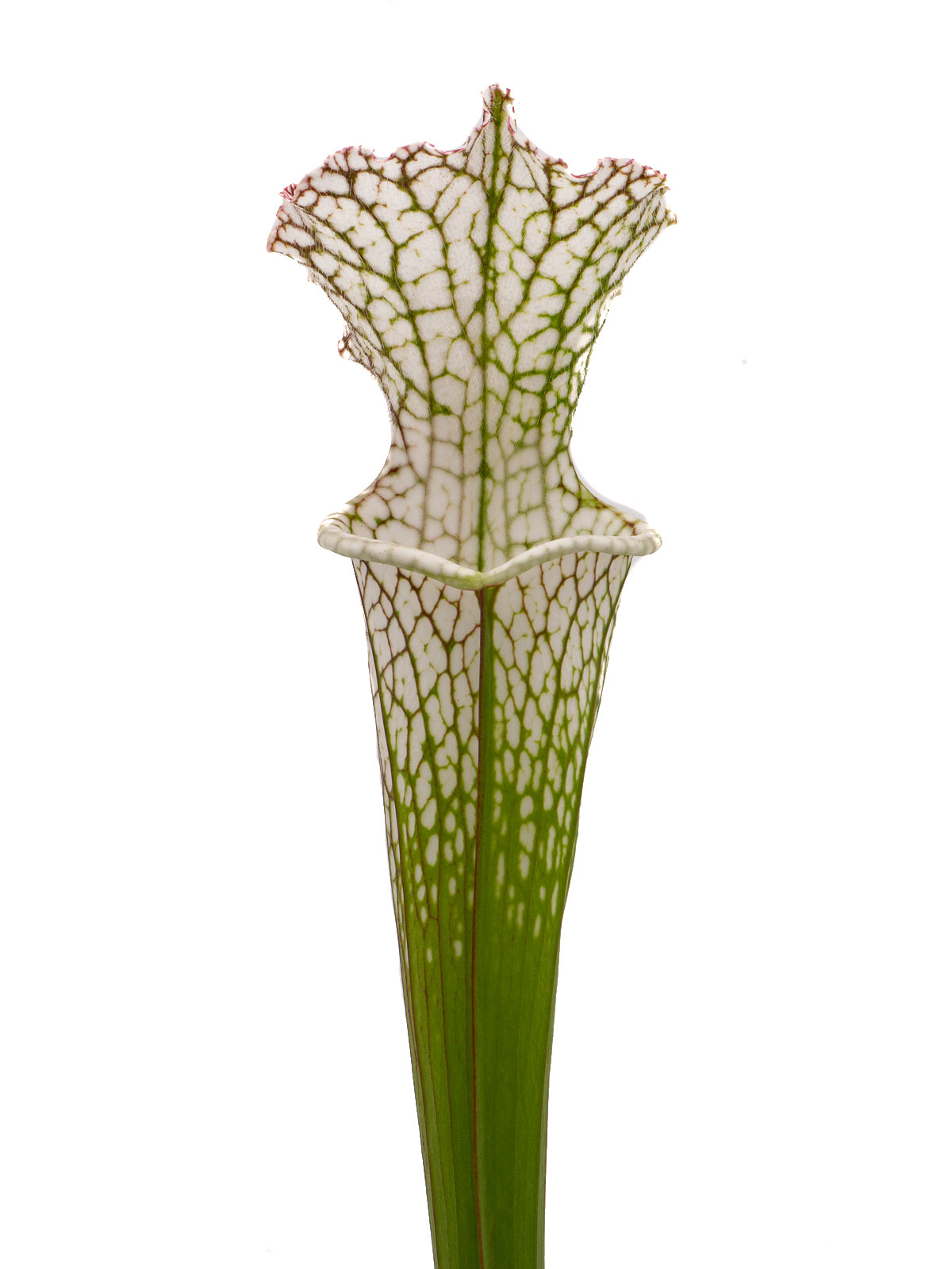 Sarracenia leucophylla - BG Mainz, 19-74690
