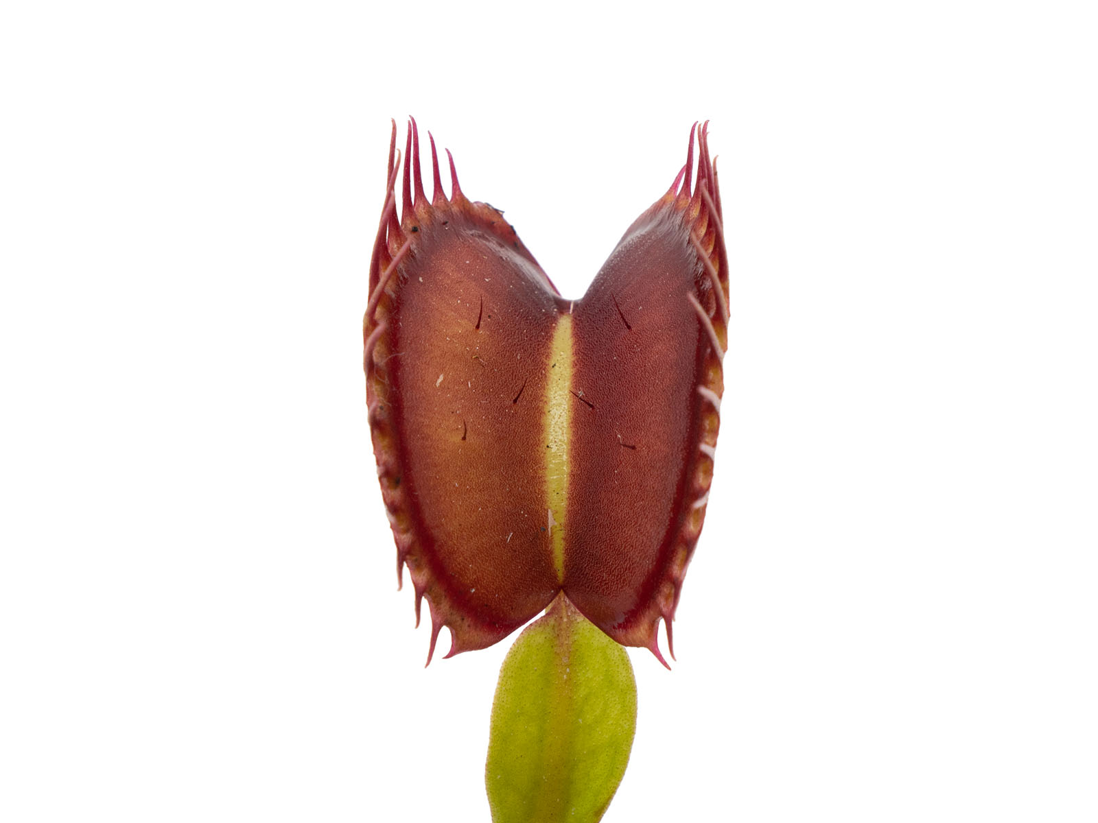 Dionaea muscipula - Brad Giant 1