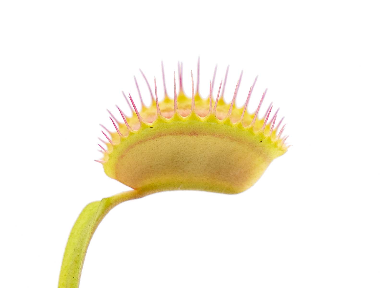 Dionaea muscipula - GJ Pluto #17