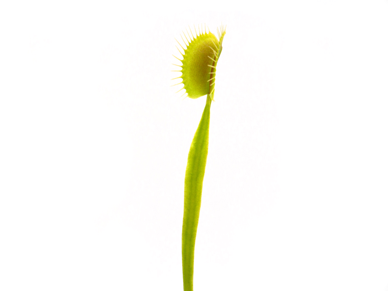 Dionaea muscipula - Spider