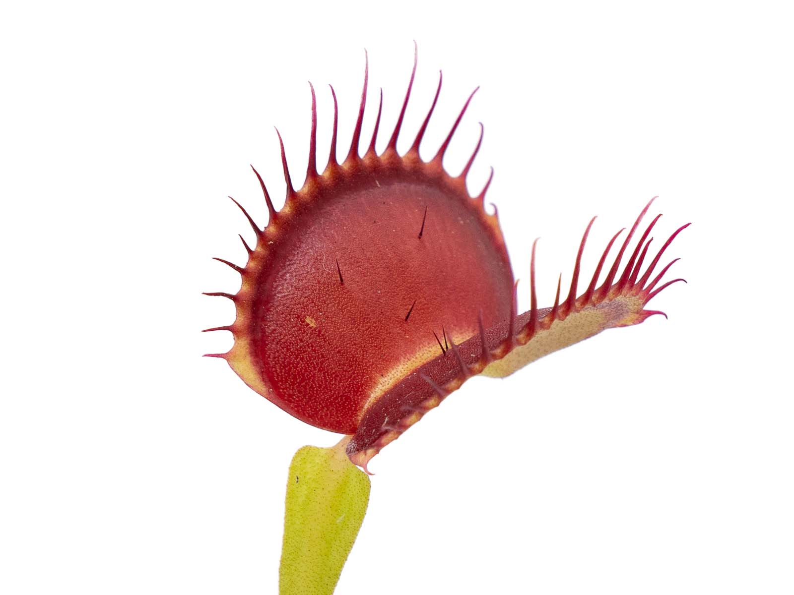 Dionaea muscipula - A2