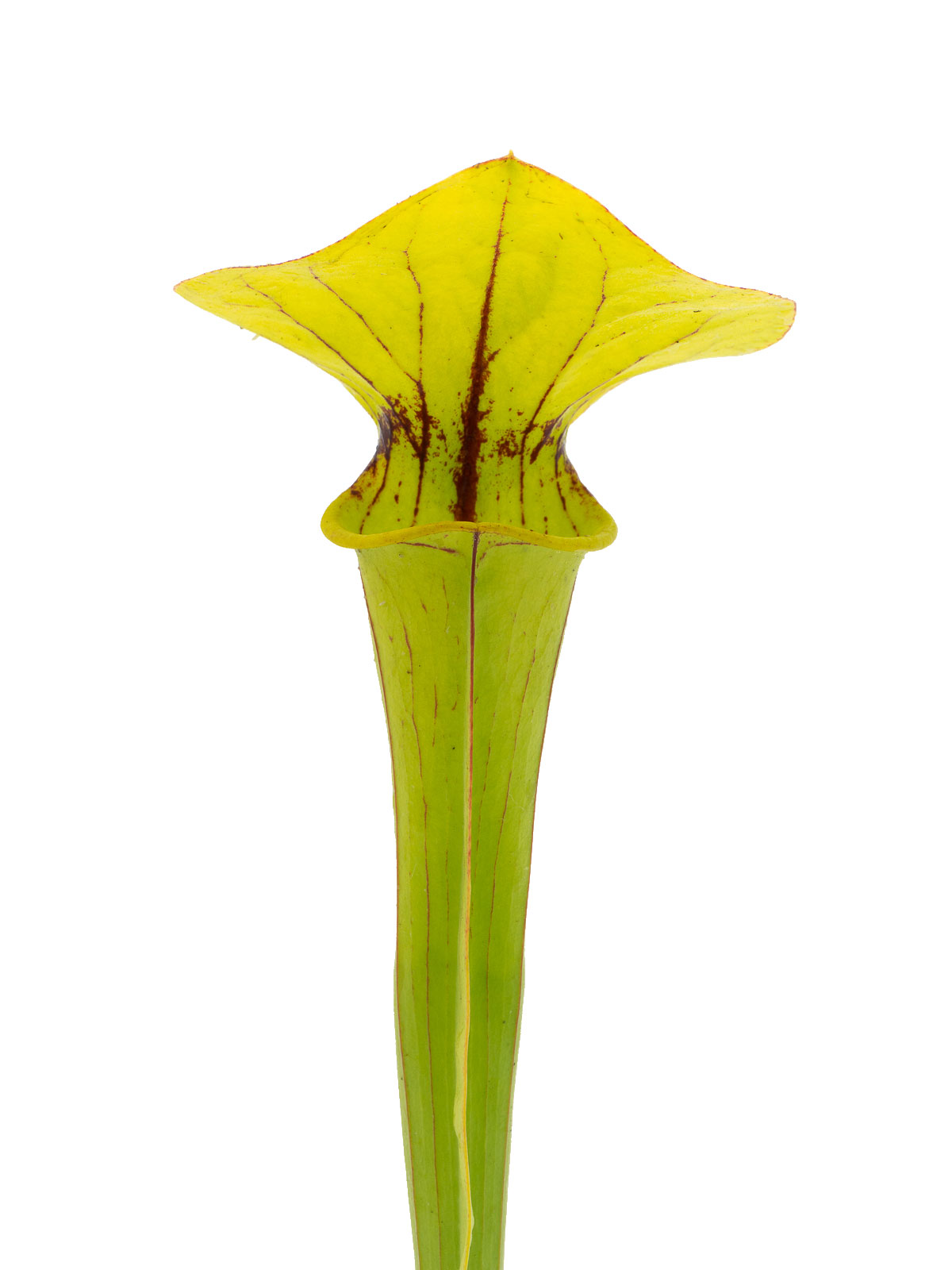 Sarracenia x Bigun, open pollinated, IS Clone 15