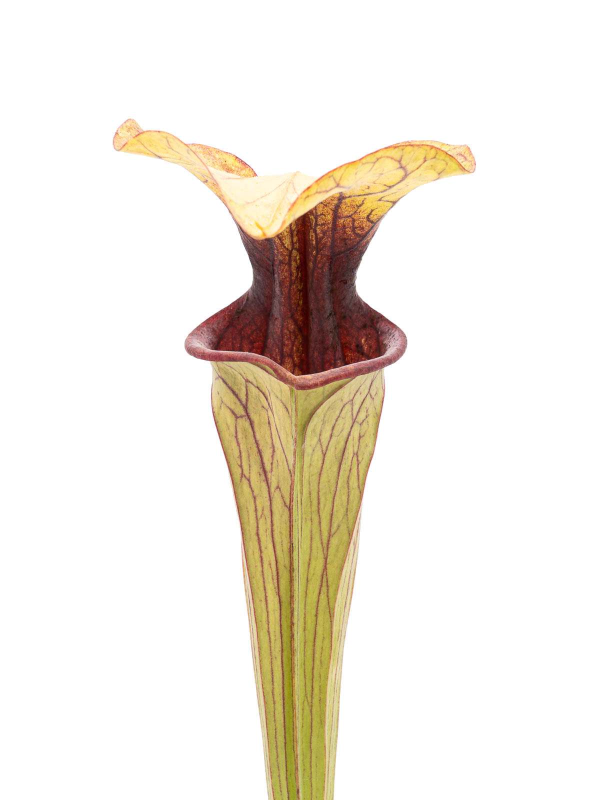 Sarracenia oreophila - MK O25, tall stocky form