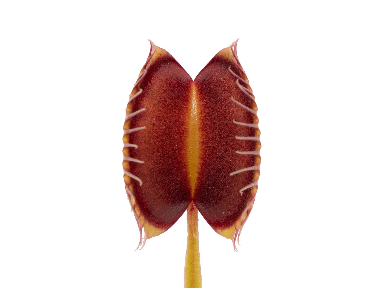 Dionaea muscipula - Long Red Fingers
