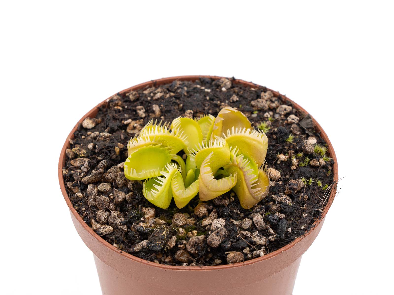 Dionaea muscipula - Triton